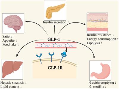 Frontiers GLP 1 Receptor Agonists For The Treatment Of Obesity Role   1085799 Thumb 400 